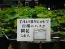 ハス1